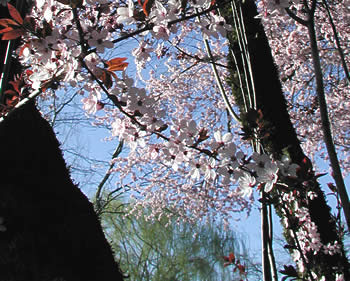 Neighborhood trees in bloom