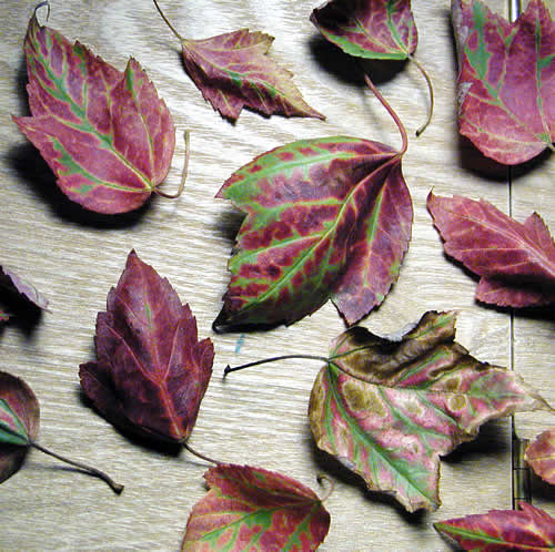leaves with fall colors