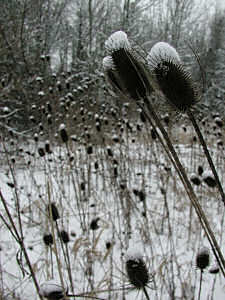 A beautiful array of unknown (to me) vegetation