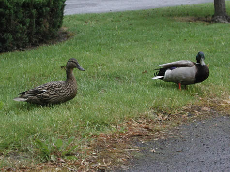 Duck Couple