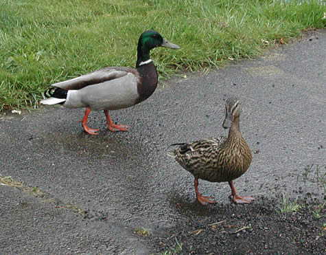 Duck Couple