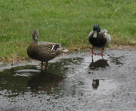 Duck Couple