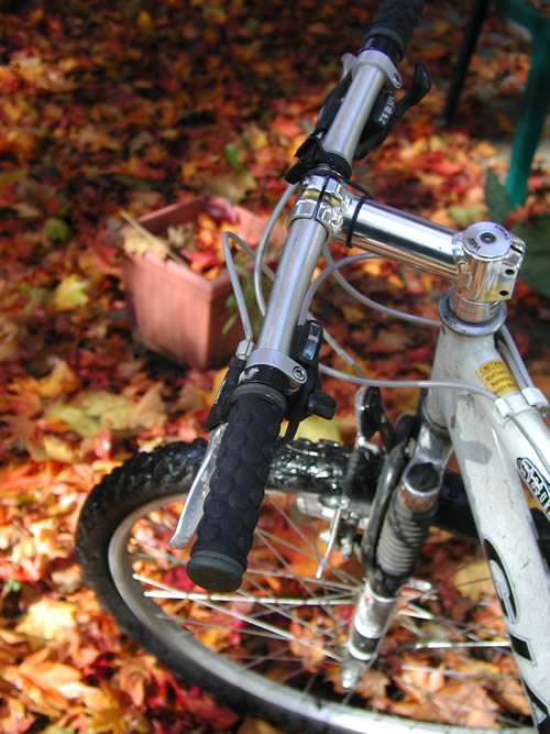 Fall leaves in backyard with bike