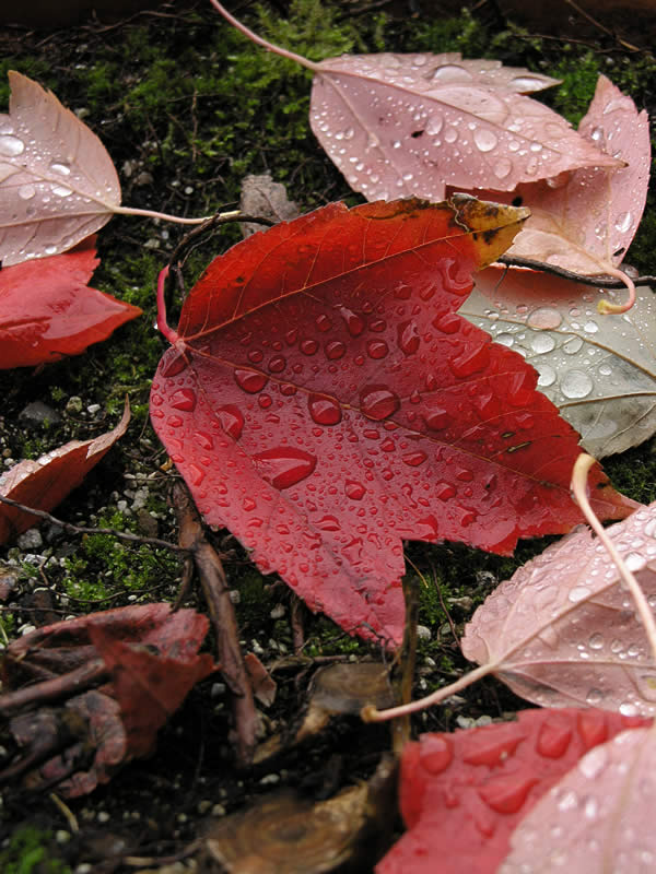 Fall Leaves