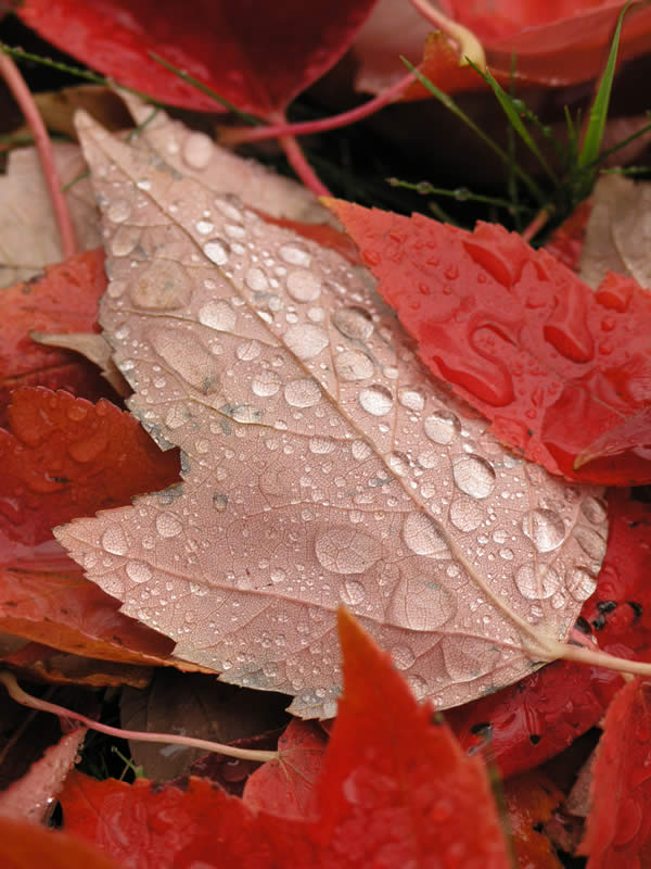 Fall Leaves