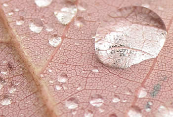 Water Drops on Fall Leaves