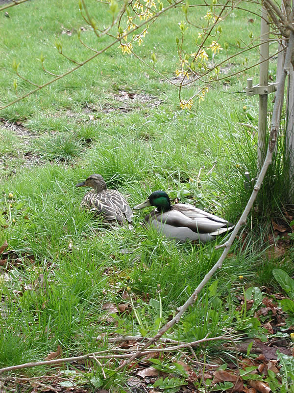 duck couple