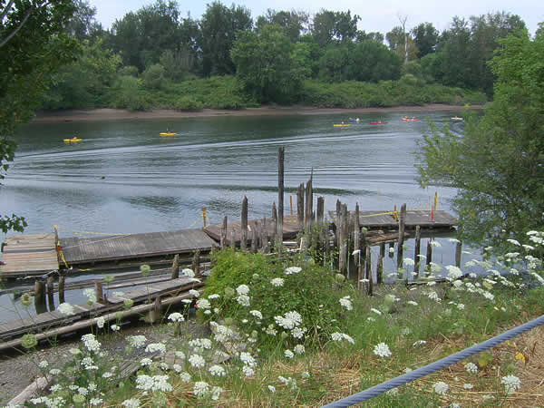 tons of kayaks in the Willamette River