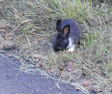 a black bunny along Fanno Creek Trail