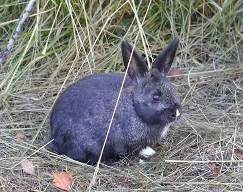 a black bunny along Fanno Creek Trail