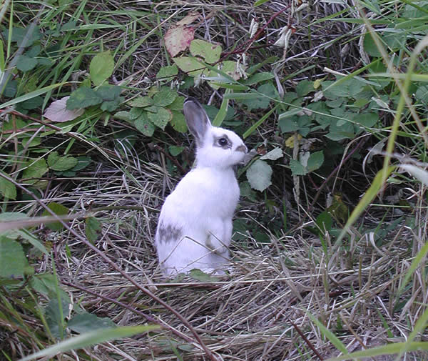 bunny along Fanno Creek Trail