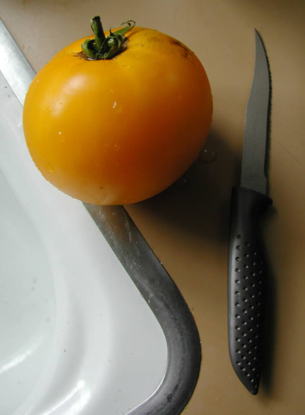 yellow tomato